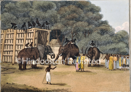 /data/Original Prints/Natural History/HINDOO ELEPHANT TRAP.jpg